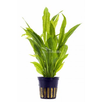 AQUAFLORA - ECHINODORUS "BLEHERI"